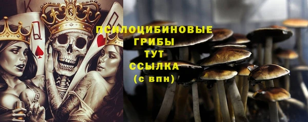 PSILOCYBIN Армянск